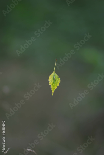 hängendes Blatt