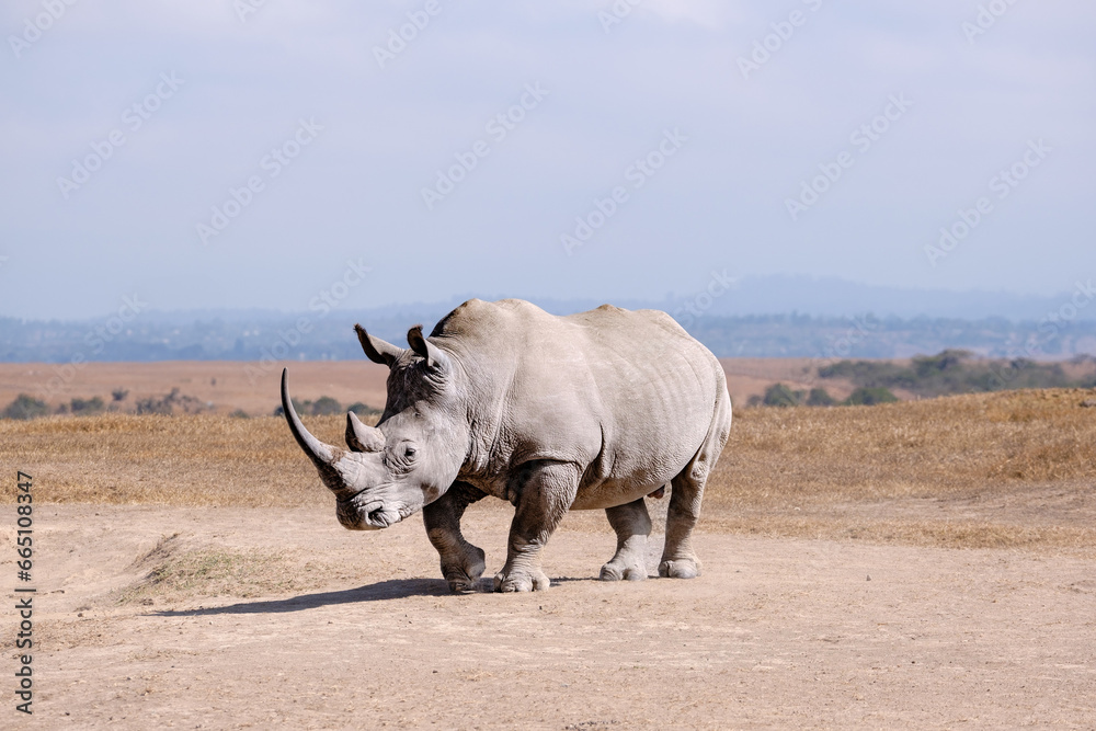 Rhino in dusty savanna