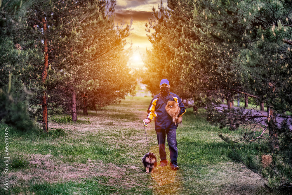 A man wearing respirator mask walking with Pomeranian dogs in the forest protecting from COVID-19.