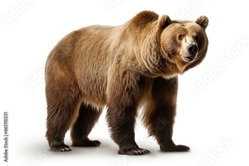 A majestic brown bear posing against a blank canvas