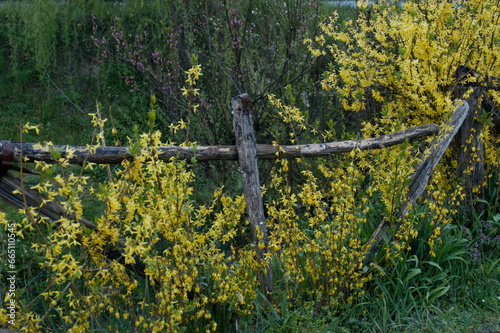 Wooden fence and yellow wild flowers