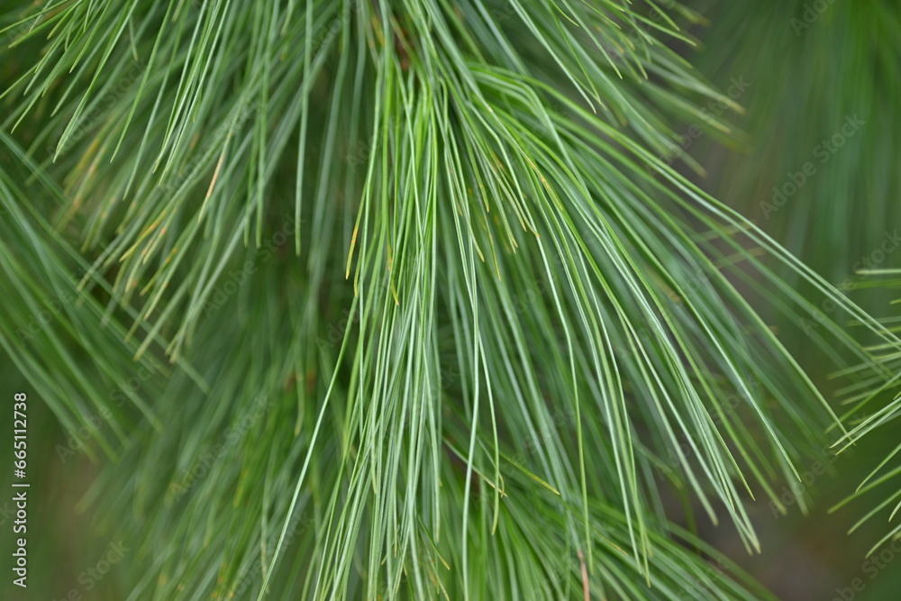 macro long green pine needles, pine needles on a branch close-up , macro pine branch with cone close-up, green branches of a coniferous tree with cones
macro long green pine needles, pine needles on a branch close-up , macro pine branch with cone close-up, green branches of a coniferous tree with cones