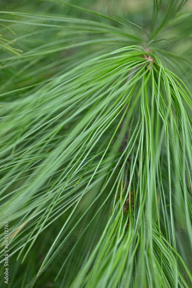 macro long green pine needles, pine needles on a branch close-up , macro pine branch with cone close-up, green branches of a coniferous tree with cones
macro long green pine needles, pine needles on a branch close-up , macro pine branch with cone close-up, green branches of a coniferous tree with cones
