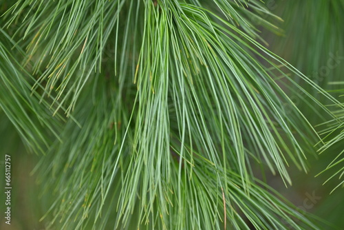 macro long green pine needles  pine needles on a branch close-up   macro pine branch with cone close-up  green branches of a coniferous tree with cones  