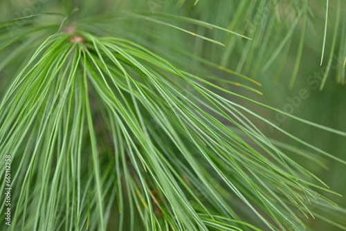 macro long green pine needles  pine needles on a branch close-up   macro pine branch with cone close-up  green branches of a coniferous tree with cones  