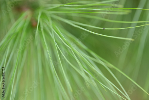 macro long green pine needles  pine needles on a branch close-up   macro pine branch with cone close-up  green branches of a coniferous tree with cones  