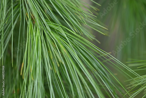 macro long green pine needles  pine needles on a branch close-up   macro pine branch with cone close-up  green branches of a coniferous tree with cones  