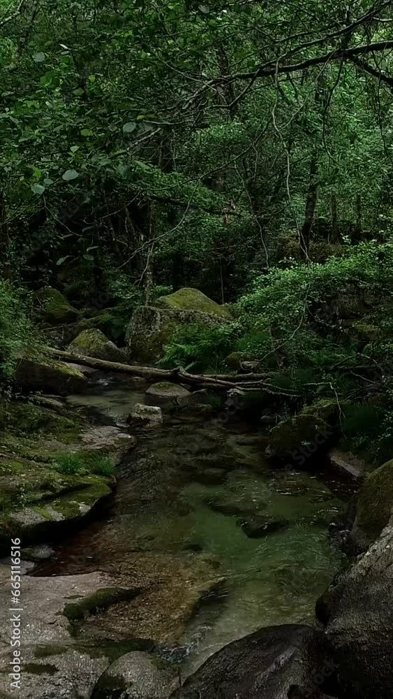 Vertical Video of of natural water stream flowing inside the forest Vertical Video of of natural water stream flowing inside the forest