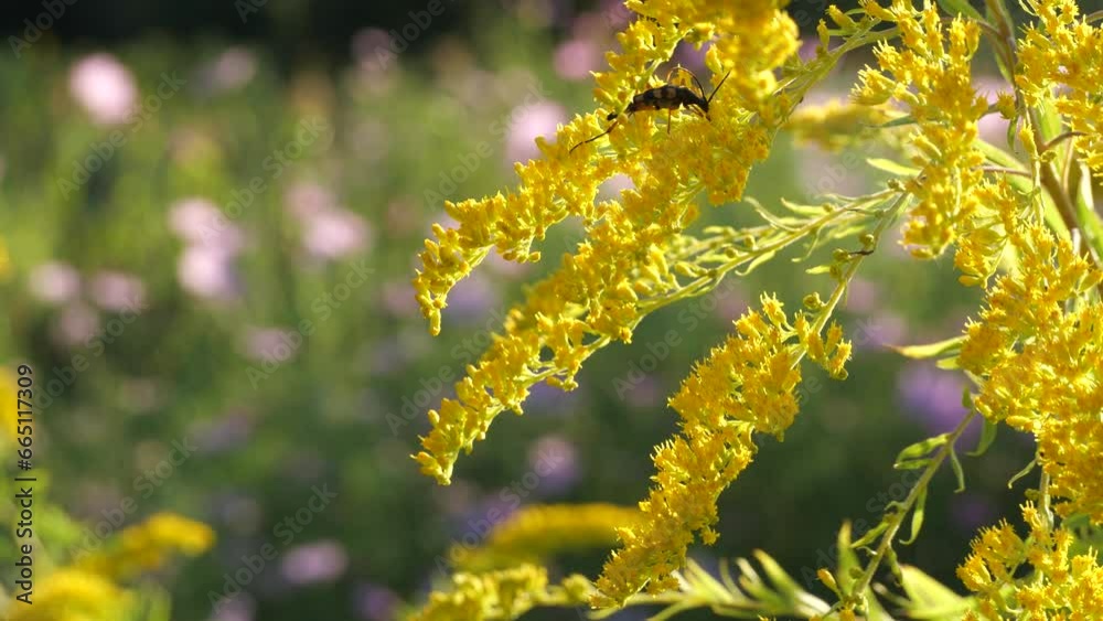 Beautiful summer with Ural mimosa and cosmos.
The yellow color of the Ural mimosa makes the landscape bright and warm.
Beautiful summer with Ural mimosa and cosmos.
The yellow color of the Ural mimosa makes the landscape bright and warm.