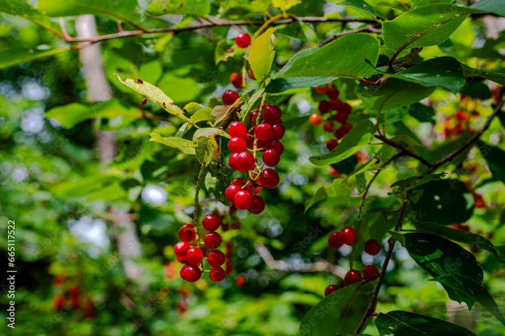 Obraz premium Wild cherry tree in the mountains 