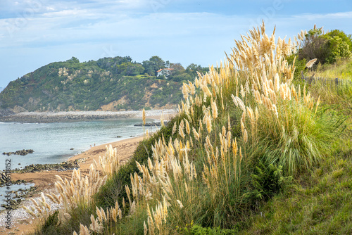 Pampa grass or cortaderia selloana, a species of flowering plant in the Poaceae family along the atlantic coast in Saint-Jean-de-Luz, France photo