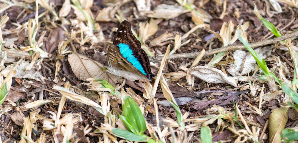 Captured delicacy: A butterfly at rest, unveiling the serene beauty of nature. Captured delicacy: A butterfly at rest, unveiling the serene beauty of nature.