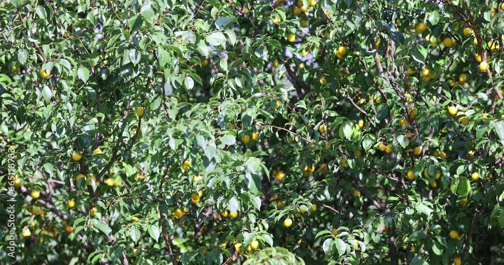 ripe harvest of large cherry plum in the summer, cherry plum trees with ripening berries ripe harvest of large cherry plum in the summer, cherry plum trees with ripening berries