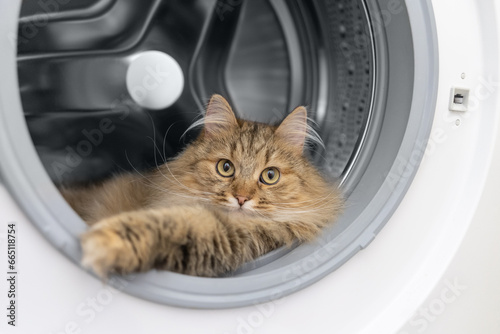 Fototapeta Naklejka Na Ścianę i Meble -  The cat got into the washing machine.