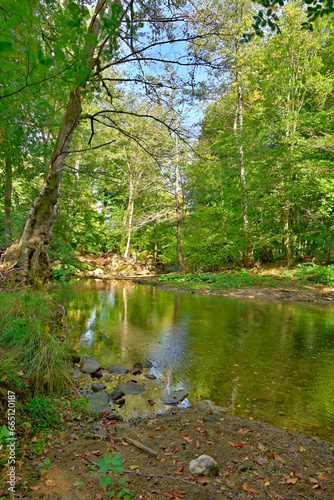 Floodplain forest Protected area Igneada Longoz National Park. Turkey.  iğneada, longoz ormanları, kuzey ormanları. photo