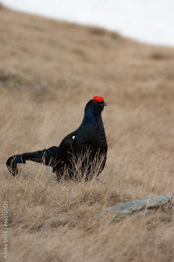 Black grouse (Lyrurus tetrix) Fagiano di monte Black grouse (Lyrurus tetrix) Fagiano di monte