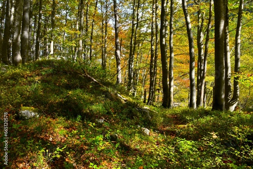 Autumn beech (Fagus sylvatica) forest in orange and yellow colors