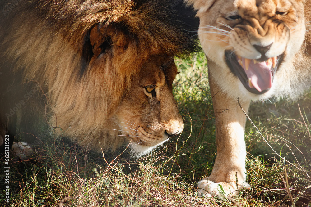 Naklejka premium Portrait of a lion in a zoo close-up. The lion and the lioness. Pride. A dangerous predator. A big cat. A wild animal.