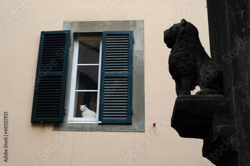 White cat on the window photo