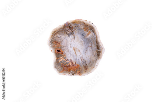 agate, quartz geode in petrified wood macro detail white isolated background. close-up polished semi-precious gemstone copy space
