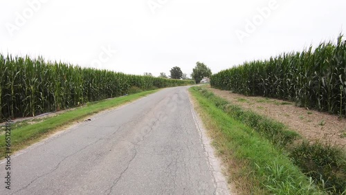 Via Francigena - a paved road through cornfields next to Chero (Carpaneto Piacentino), Province of Piacenza, Emilia-Romagna, Italy photo