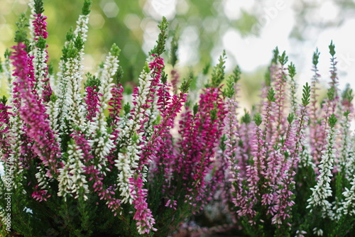 Young juicy shoots and the seeds of Heather. Heather Flowers