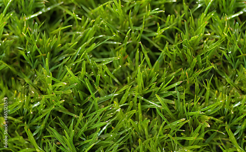 Green grass blades from a top down perspective in a closeup view.