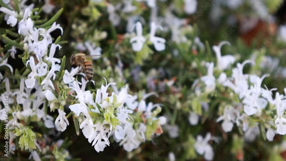 Bees looking for nectar and collect it from blooming rosemary on a cloudy summer day in diffused light in close-up slow motion Bees looking for nectar and collect it from blooming rosemary on a cloudy summer day in diffused light in close-up slow motion