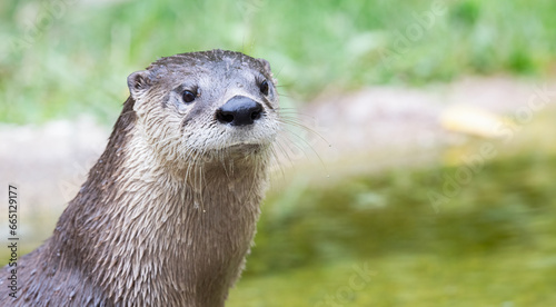 Otter, Close-Up of a River Otter's Expressive Face – Lontra canadensis. Wildlife Photography. 