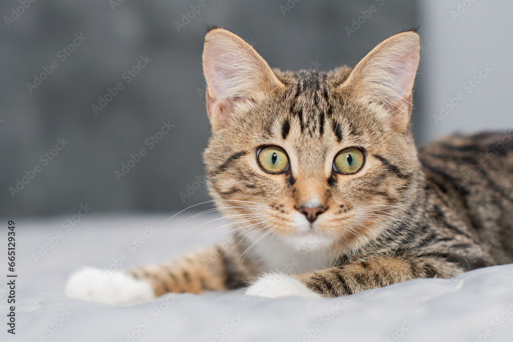 Close up portrait of cute tabby kitten on grey background