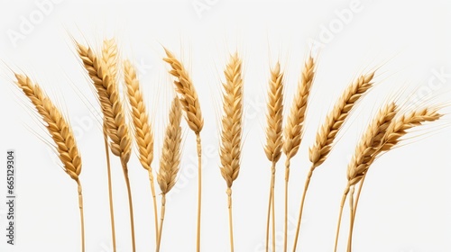 Wheat isolated transparent background