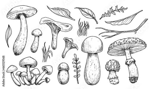 Mushrooms vector set. Hand drawn vector illustration of fungus in black and white colors. Drawing of boletus and fly agaric in line art style. Sketch of forest porcini and champignons group.