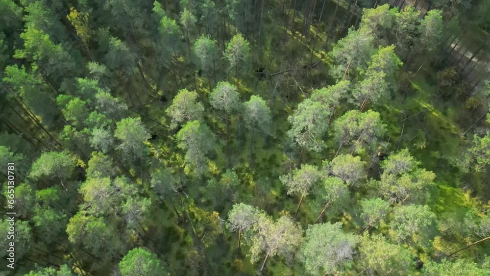 The quadcopter is flying over a green forest in a swampy area. Search work to find lost people in the forest using a quadcopter. High quality 4k footage The quadcopter is flying over a green forest in a swampy area. Search work to find lost people in the forest using a quadcopter. High quality 4k footage
