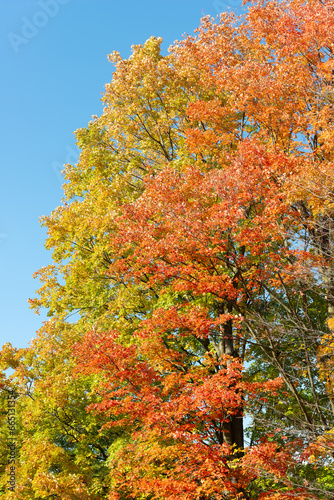 autumn trees on a blue sky in the park