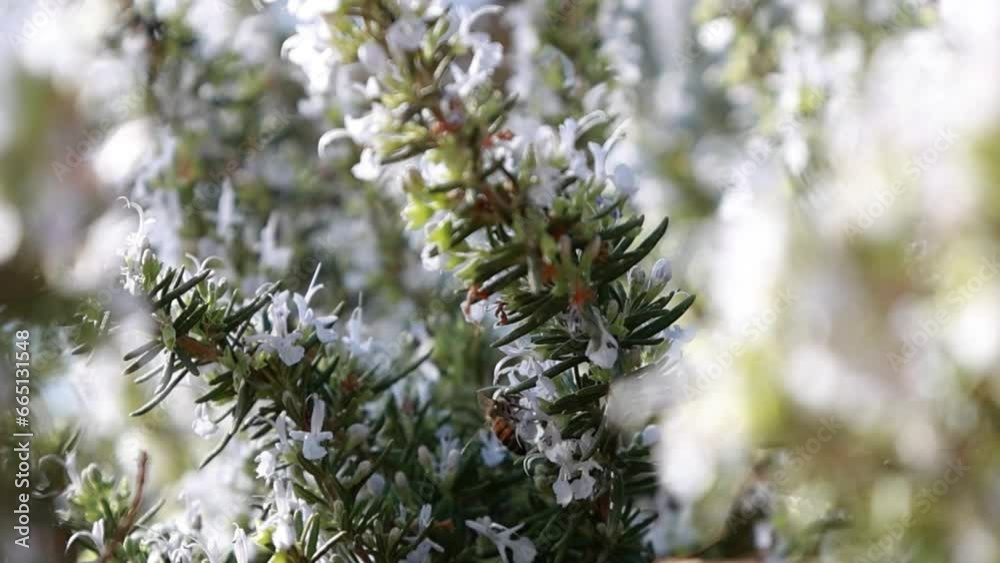 A bee collects pollen from blooming rosemary on a summer day and flies away in the sunny backlight in close-up slow motion A bee collects pollen from blooming rosemary on a summer day and flies away in the sunny backlight in close-up slow motion