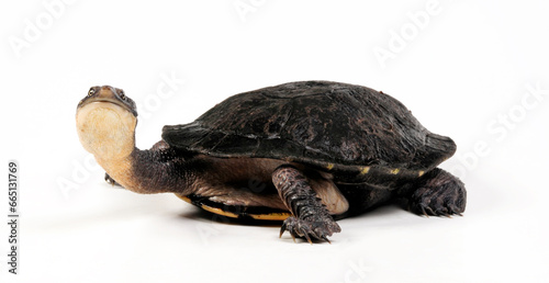 Glattrücken-Schlangenhalsschildkröte // Eastern long-necked turtle (Chelodina longicollis)