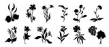 Set of silhouettes, doodles of wild herbs, flowers, branches. Vector graphics.