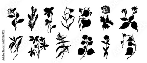 Set of silhouettes, doodles of wild herbs, flowers, branches. Vector graphics. © Екатерина Якубович