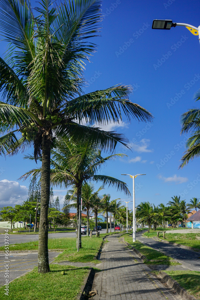 Walking path with palm trees