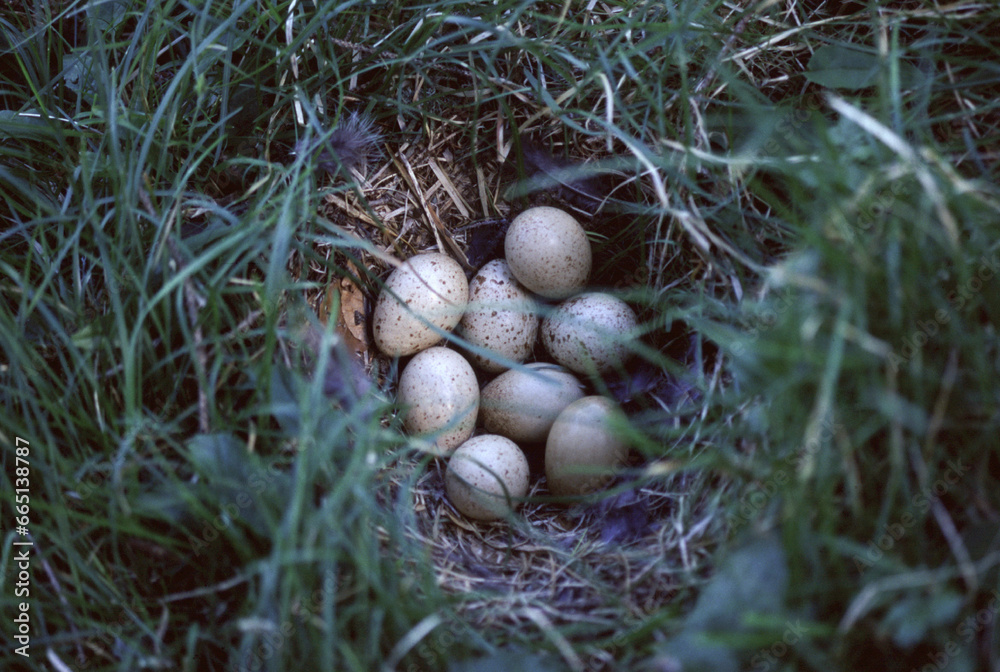  Black grouse (Lyrurus tetrix) Fagiano di monte