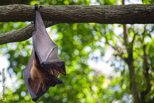 bat hanging from. the trunk of a tree