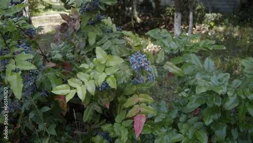 Mahonia aquifolium. Blue mahonia bush in the garden. Blue berries of Mahonia. Ripening blue berries of mahonia on a bright summer sunny day. Slow motion, 4k  photo