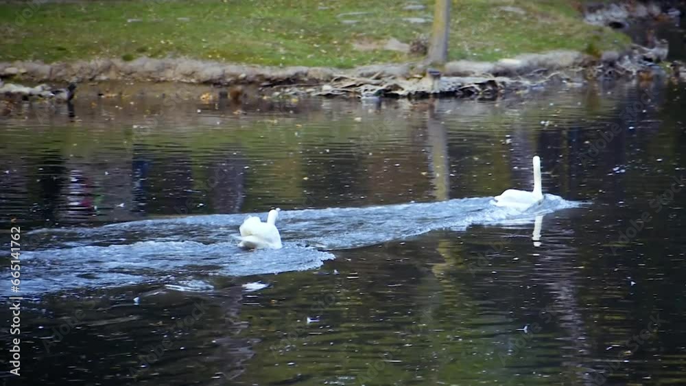 the atmosphere of an autumn park, ducks and swans swimming in the lake, yellowed leaves on the trees the atmosphere of an autumn park, ducks and swans swimming in the lake, yellowed leaves on the trees