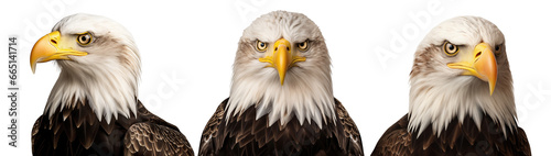 Set of close up American bald eagle isolated on transparent background.