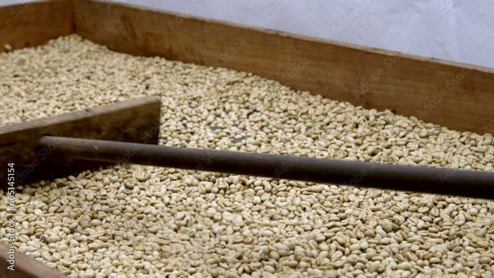 Colombian coffee beans drying in the sun ready for roasting. Colombian coffee beans drying in the sun ready for roasting.
