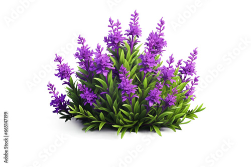Fragrant Lavender Bush with Tiny Blossoms on transparent background.