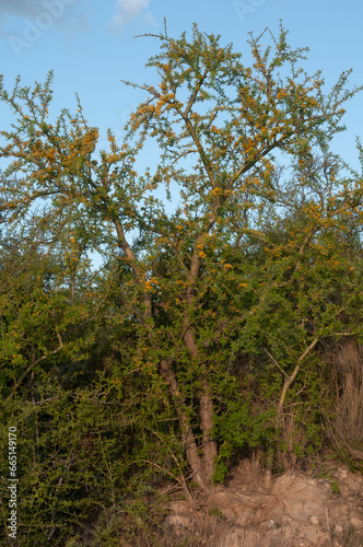 Chañar tree in Calden forest, bloomed in spring,La Pampa,Argentina photo