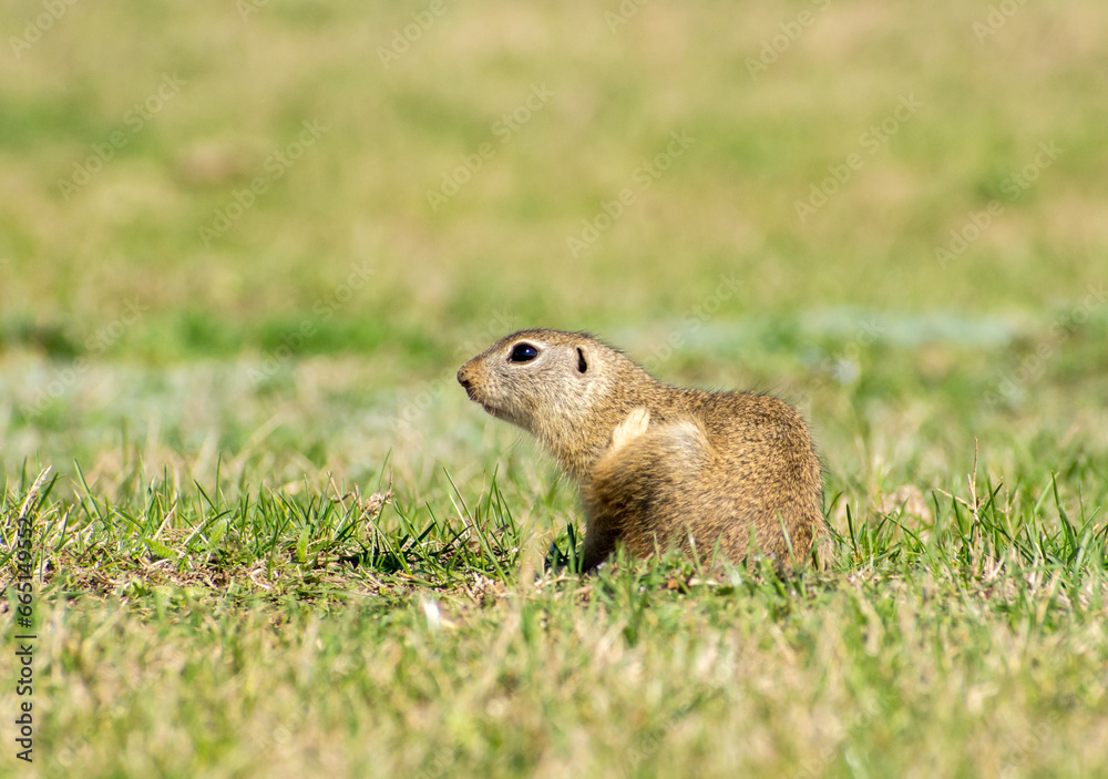 Fototapeta premium beautiful Spermophilus citellus in spring in the sun