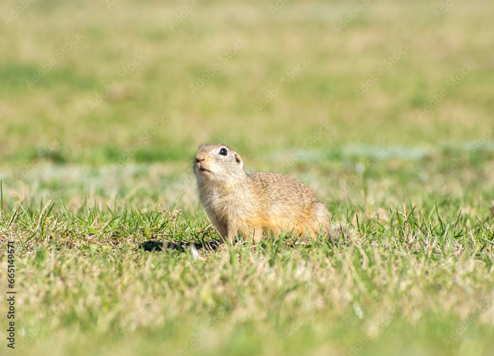 beautiful Spermophilus citellus in spring in the sun beautiful Spermophilus citellus in spring in the sun