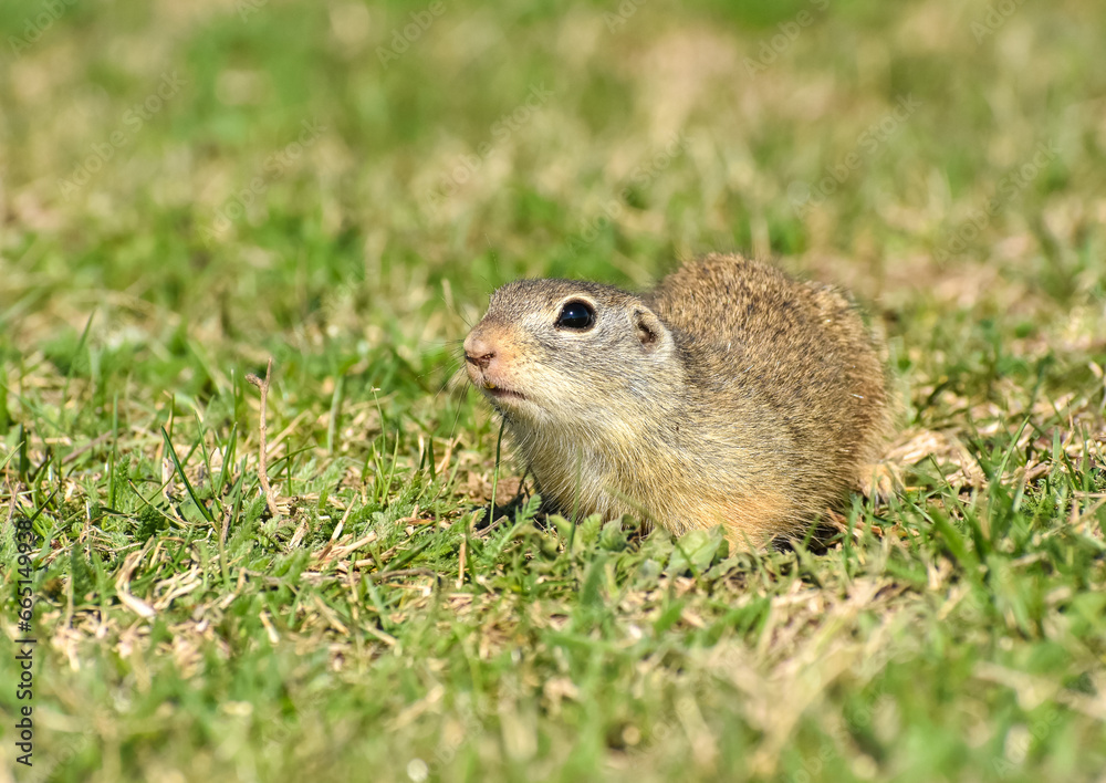 beautiful Spermophilus citellus in spring in the sun beautiful Spermophilus citellus in spring in the sun